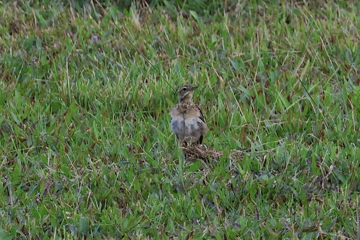 Paddyfield Pipit - Jeremy Lindsell