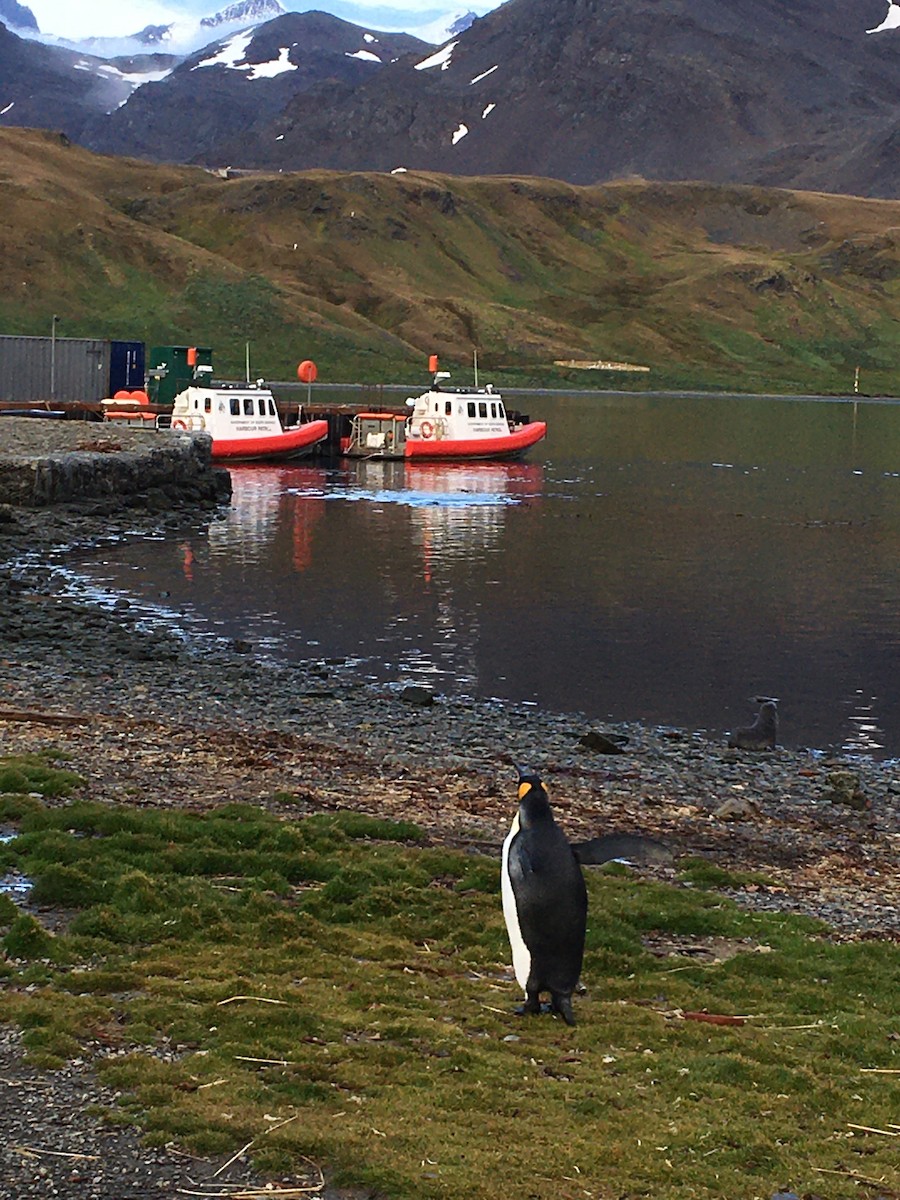 King Penguin - Peter Hopkin