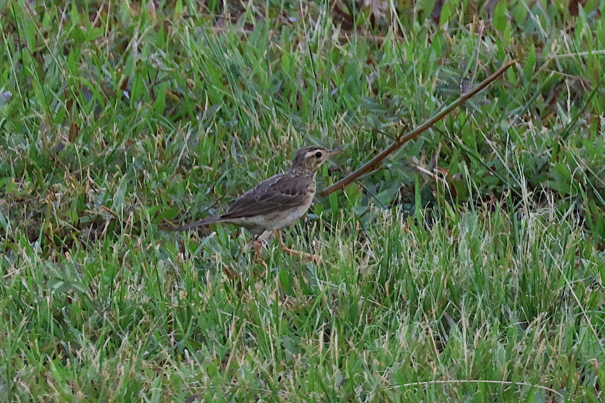 Paddyfield Pipit - Jeremy Lindsell