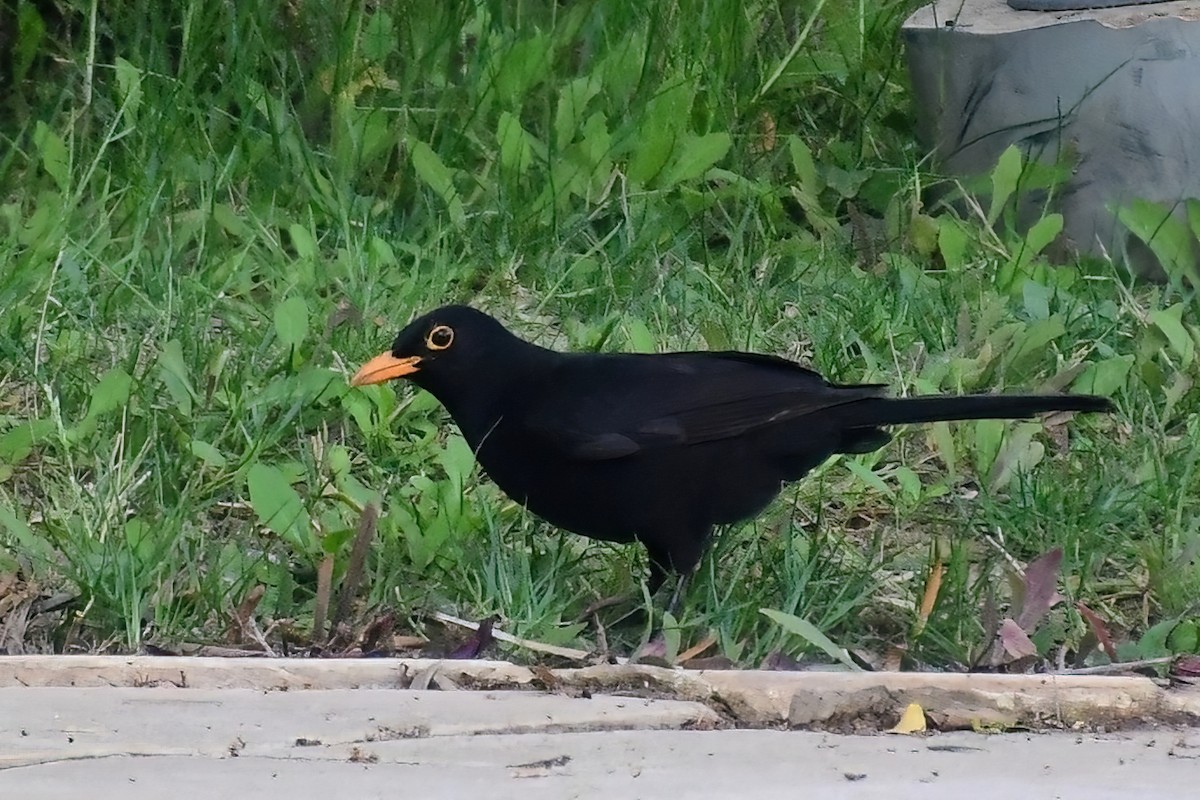 Eurasian Blackbird - Eileen Gibney