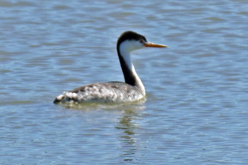 Clark's Grebe - Susan Iannucci