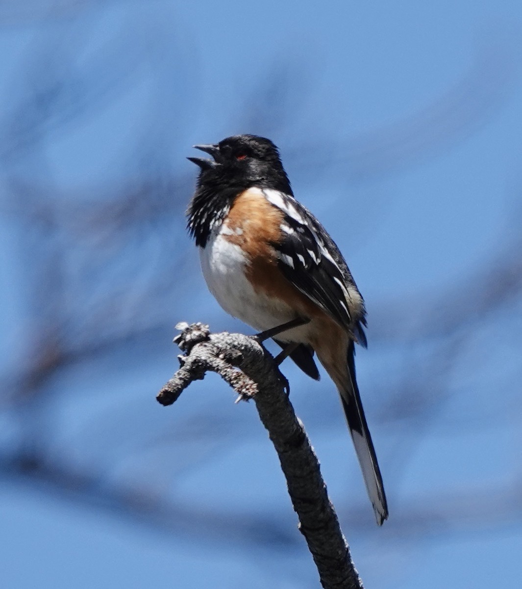 Spotted Towhee - Patricia Cullen