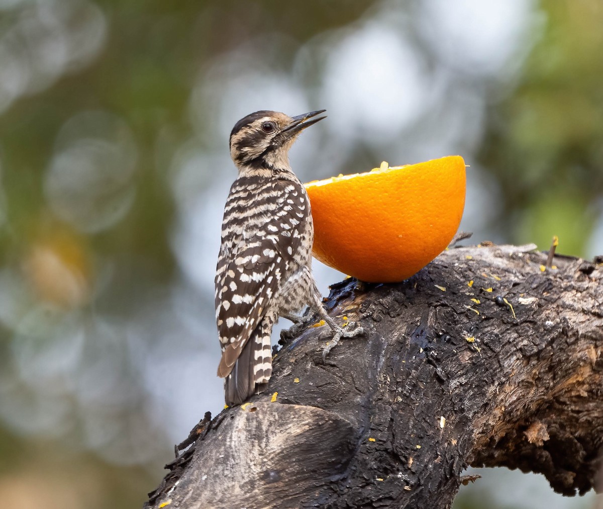 Ladder-backed Woodpecker - Eric Bodker