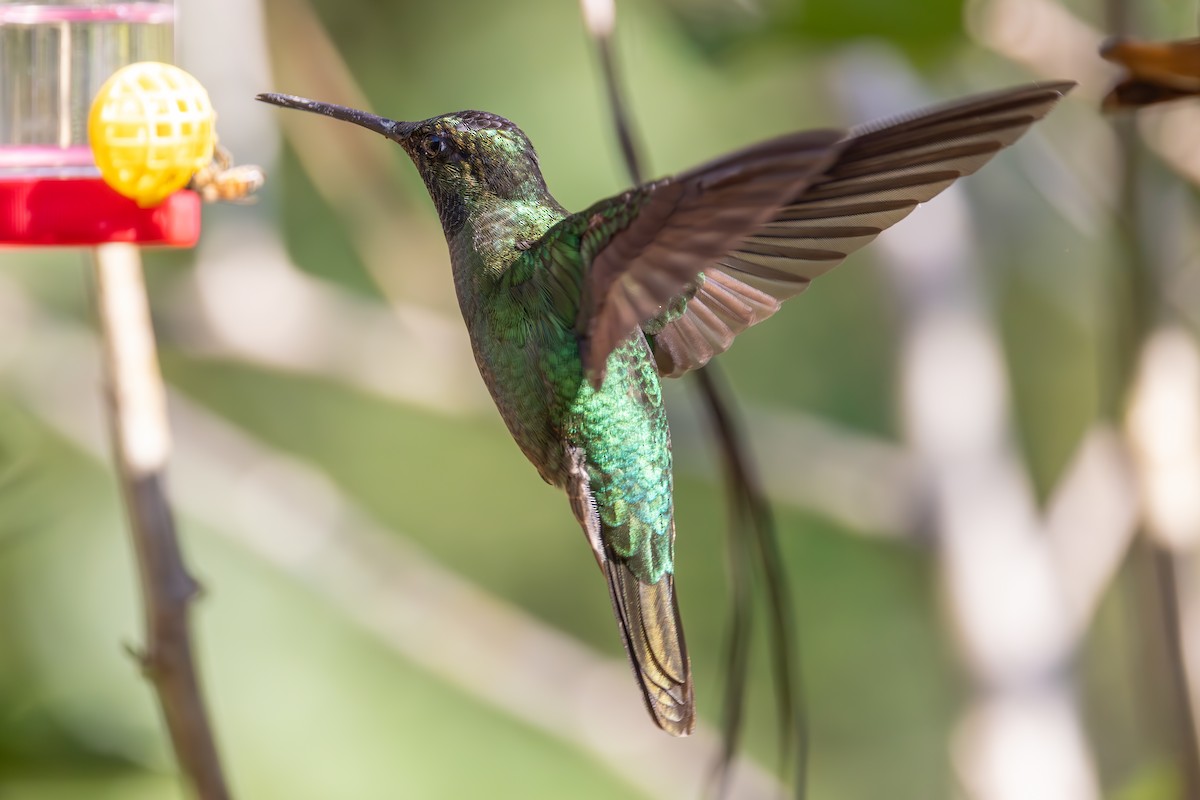 Talamanca Hummingbird - Mason Flint