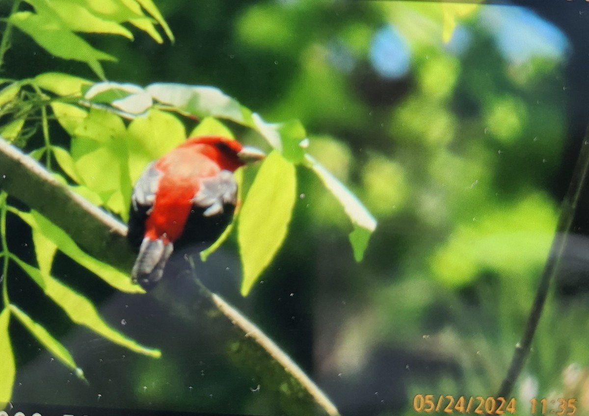 Scarlet Tanager - Linda Standfield