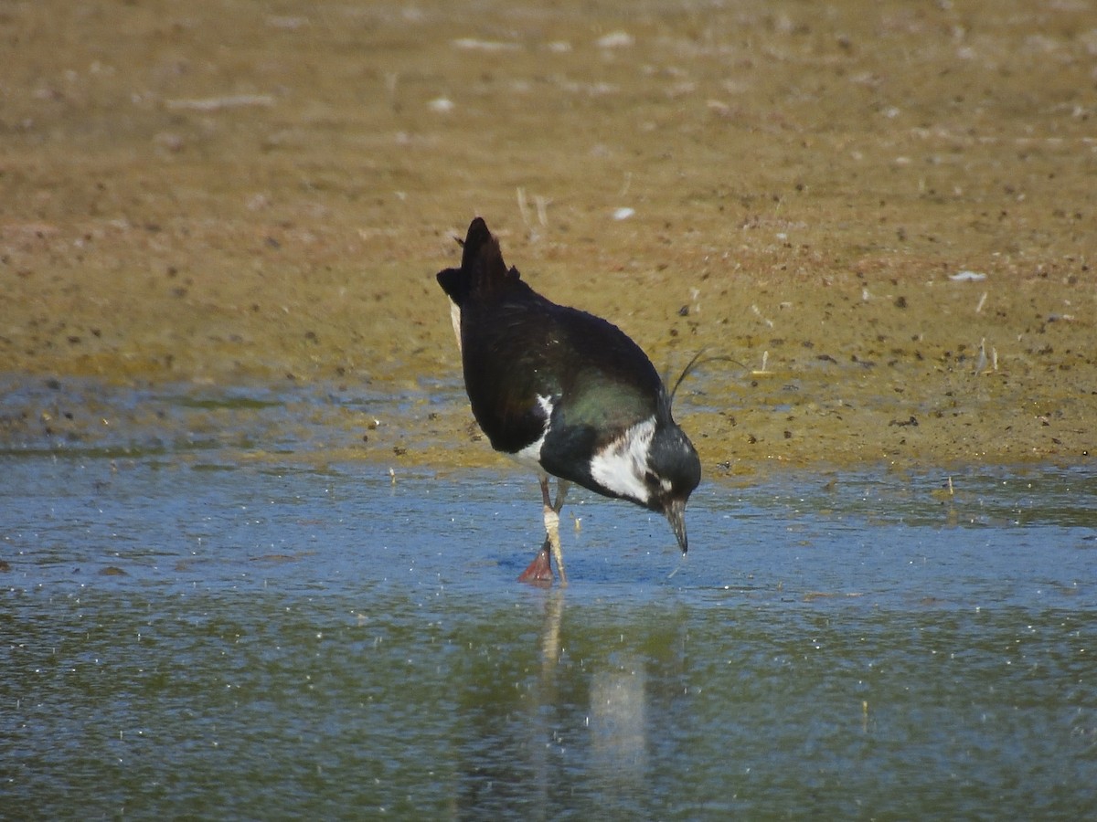 Northern Lapwing - Adrian Reina Castillo