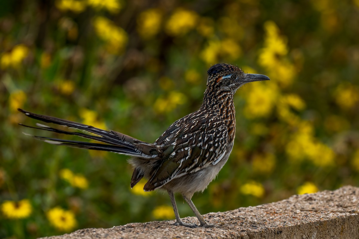 Greater Roadrunner - David Ornellas