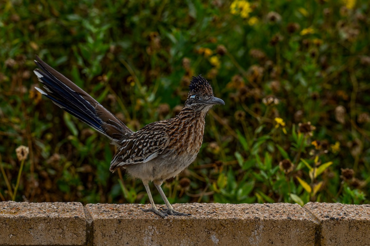 Greater Roadrunner - David Ornellas