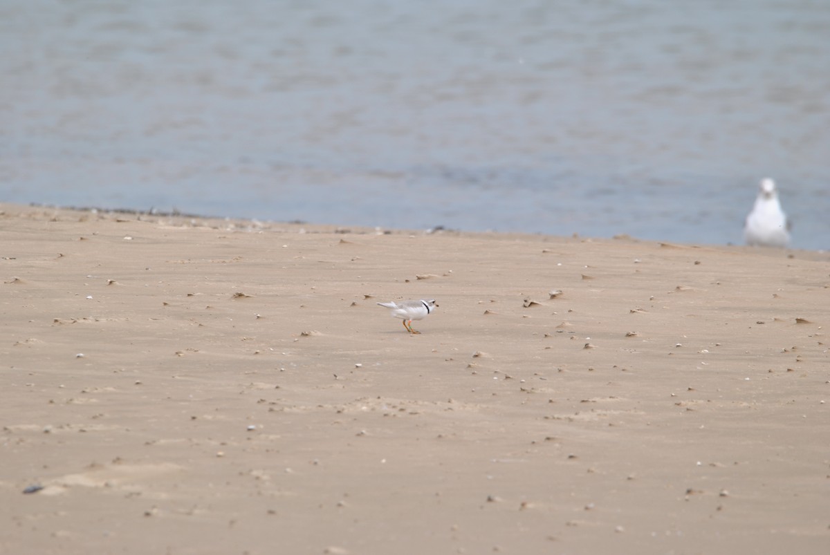 Piping Plover - Harper Mazock