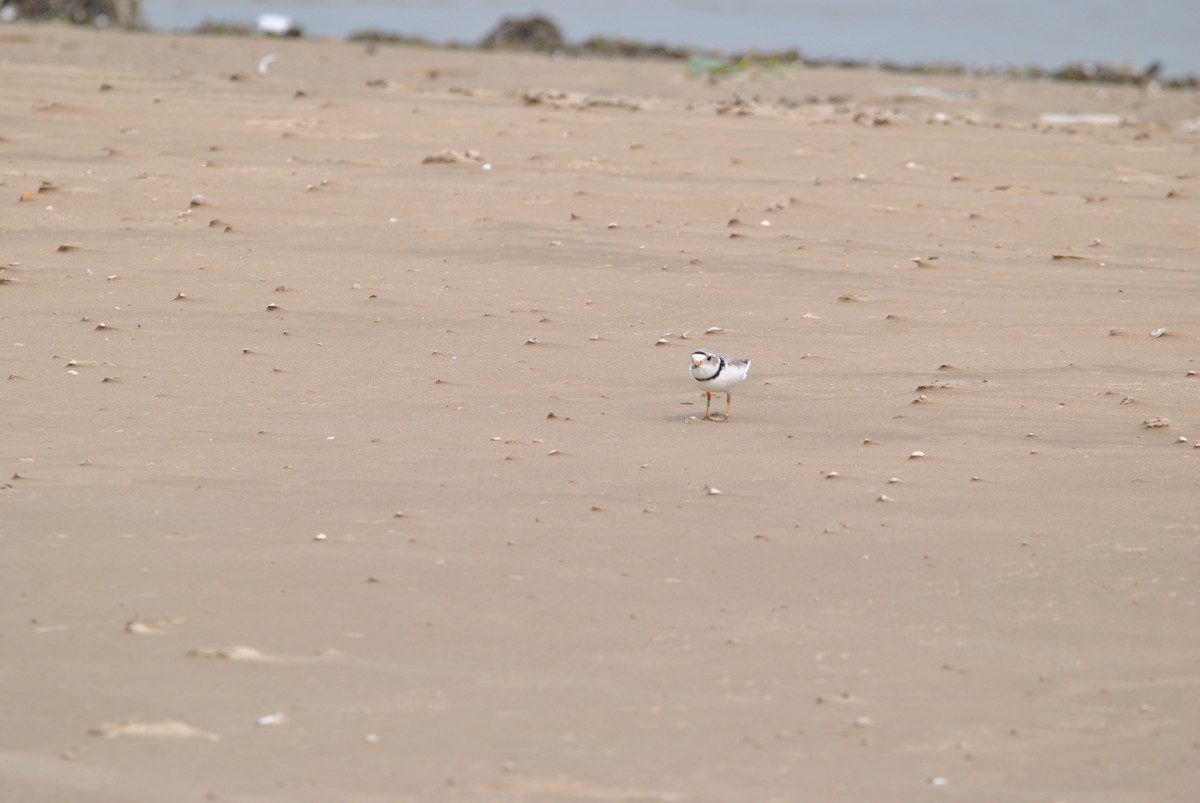 Piping Plover - Harper Mazock