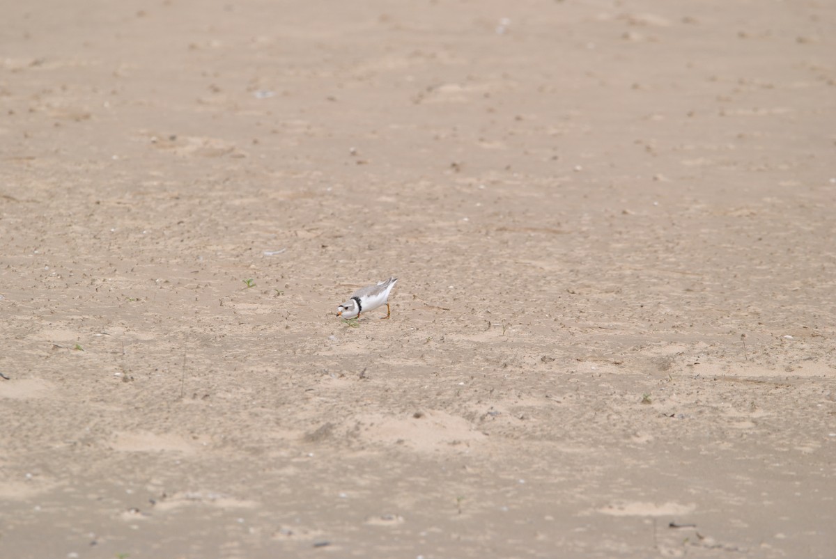 Piping Plover - Harper Mazock