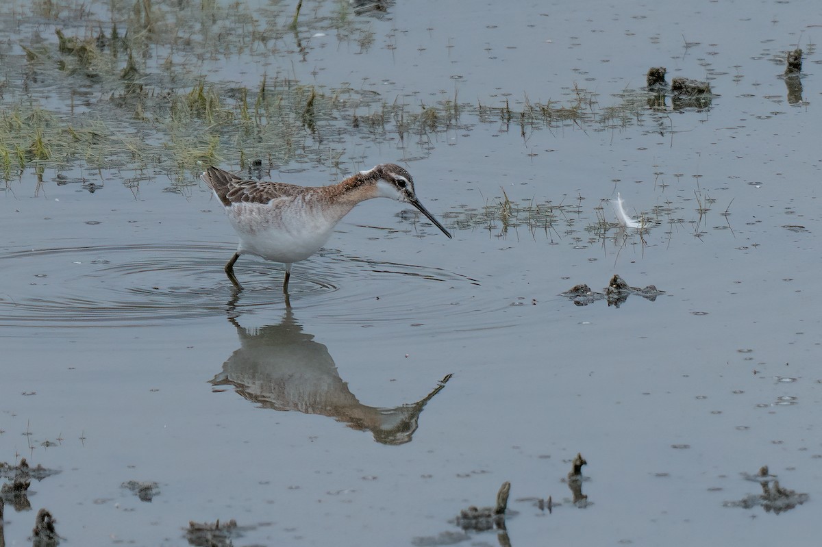 Wilson's Phalarope - David Ornellas