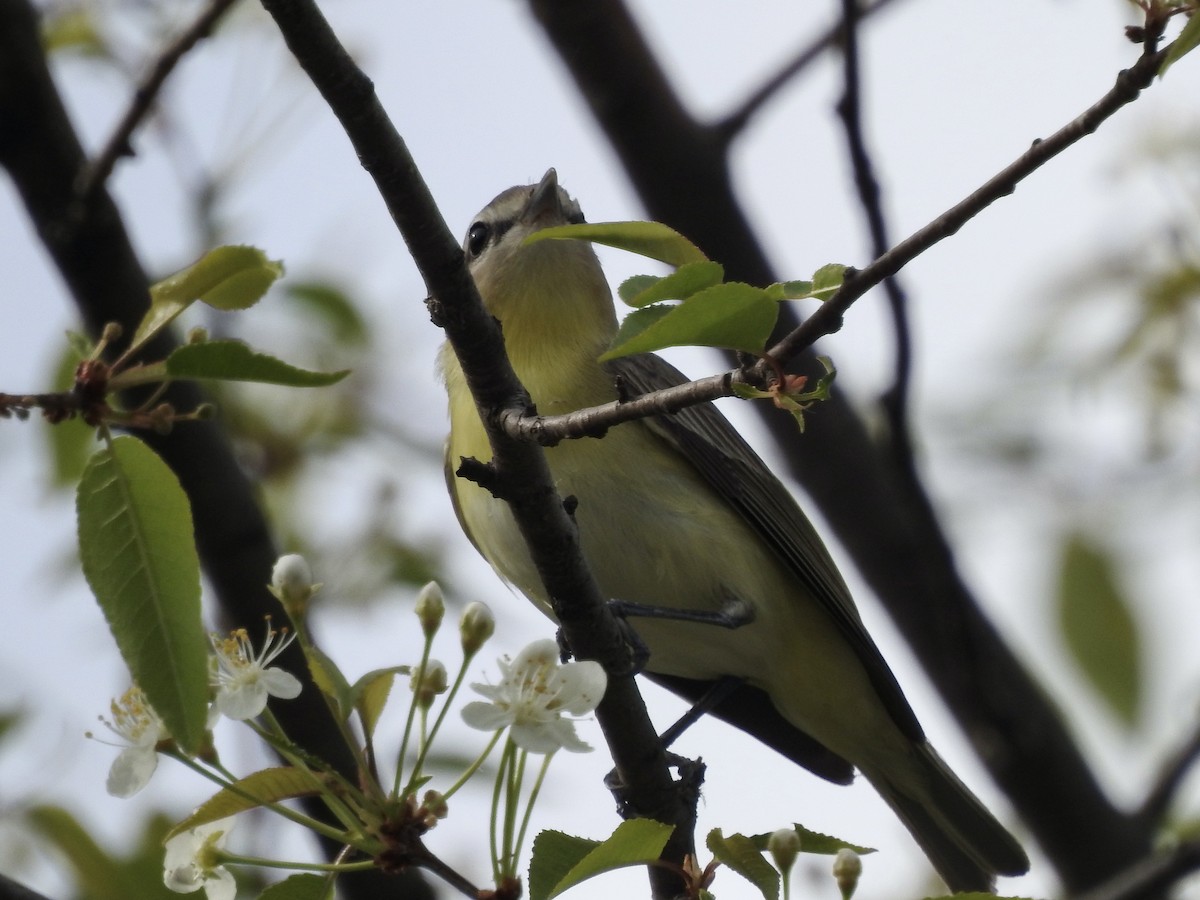 Philadelphia Vireo - Richard Lepage