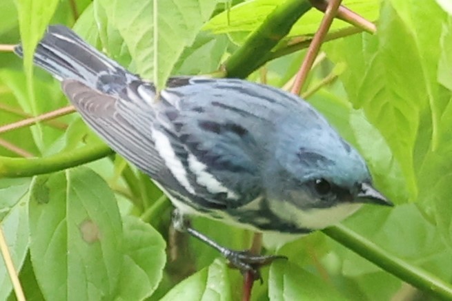 Cerulean Warbler - Duane Yarbrough