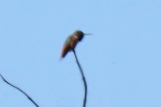 Allen's Hummingbird - Susan Iannucci