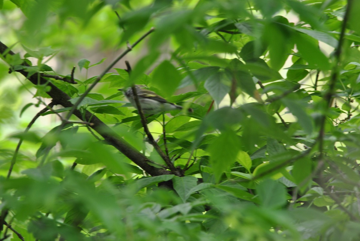 Chestnut-sided Warbler - Harper Mazock