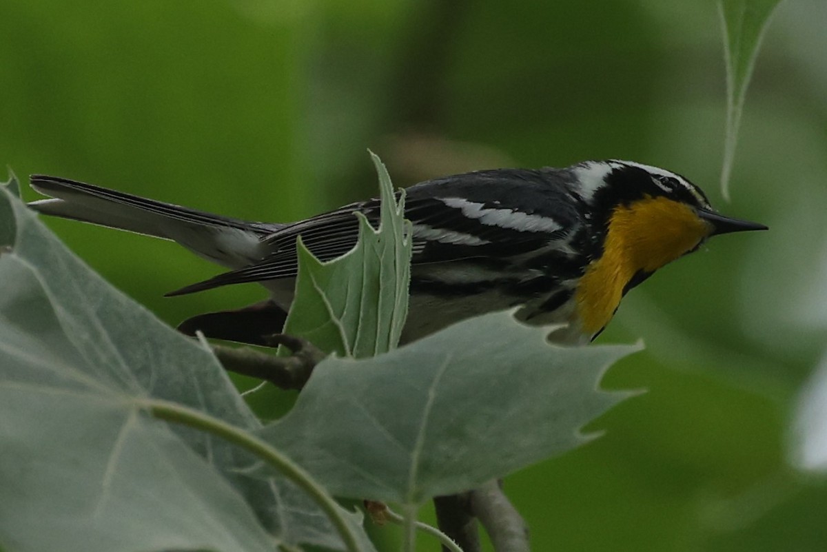 Yellow-throated Warbler - Duane Yarbrough