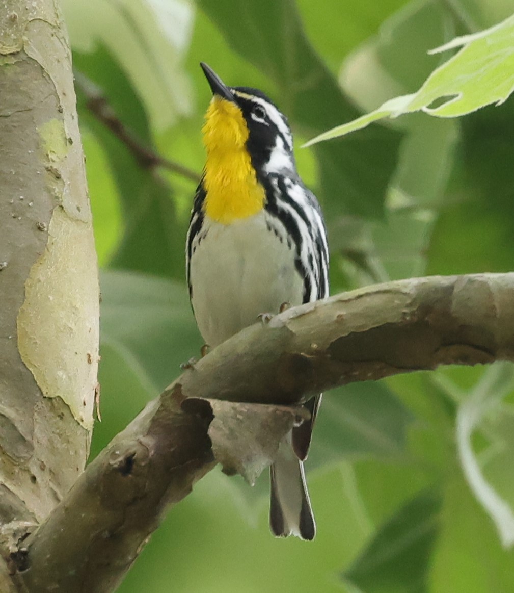 Yellow-throated Warbler - Duane Yarbrough