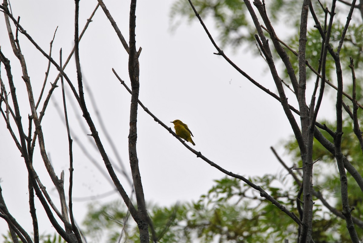 Yellow Warbler - Harper Mazock