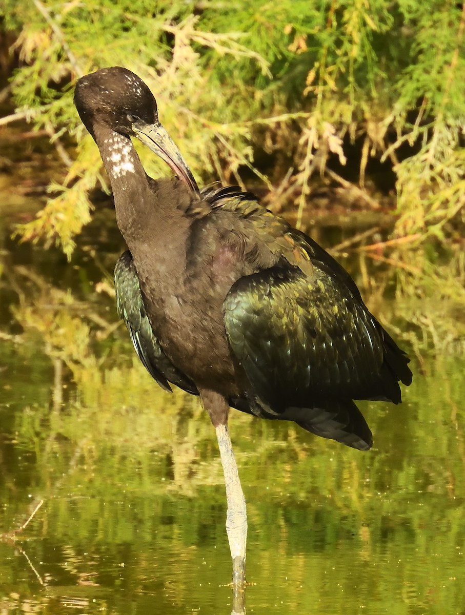 Glossy Ibis - ML619535506