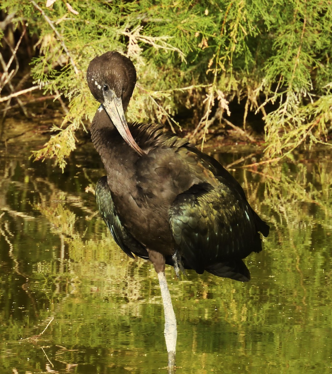 Glossy Ibis - Adrian Reina Castillo