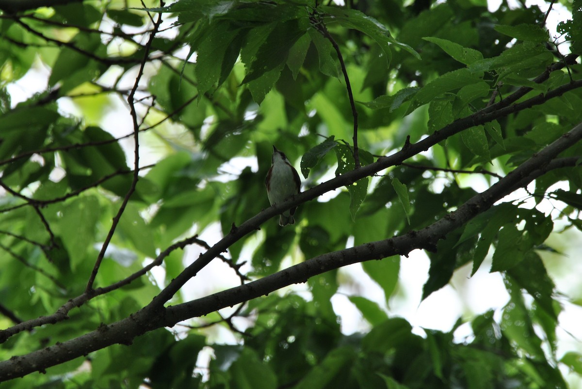 Chestnut-sided Warbler - Harper Mazock