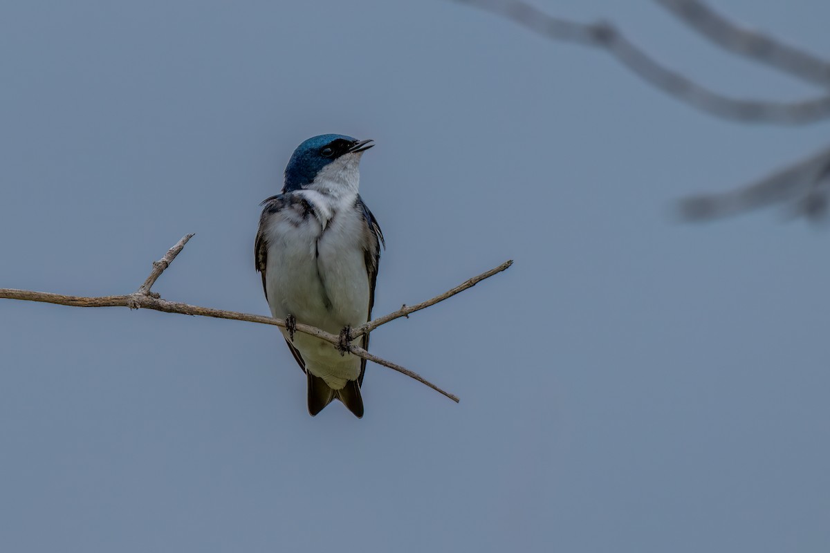 Tree Swallow - David Ornellas