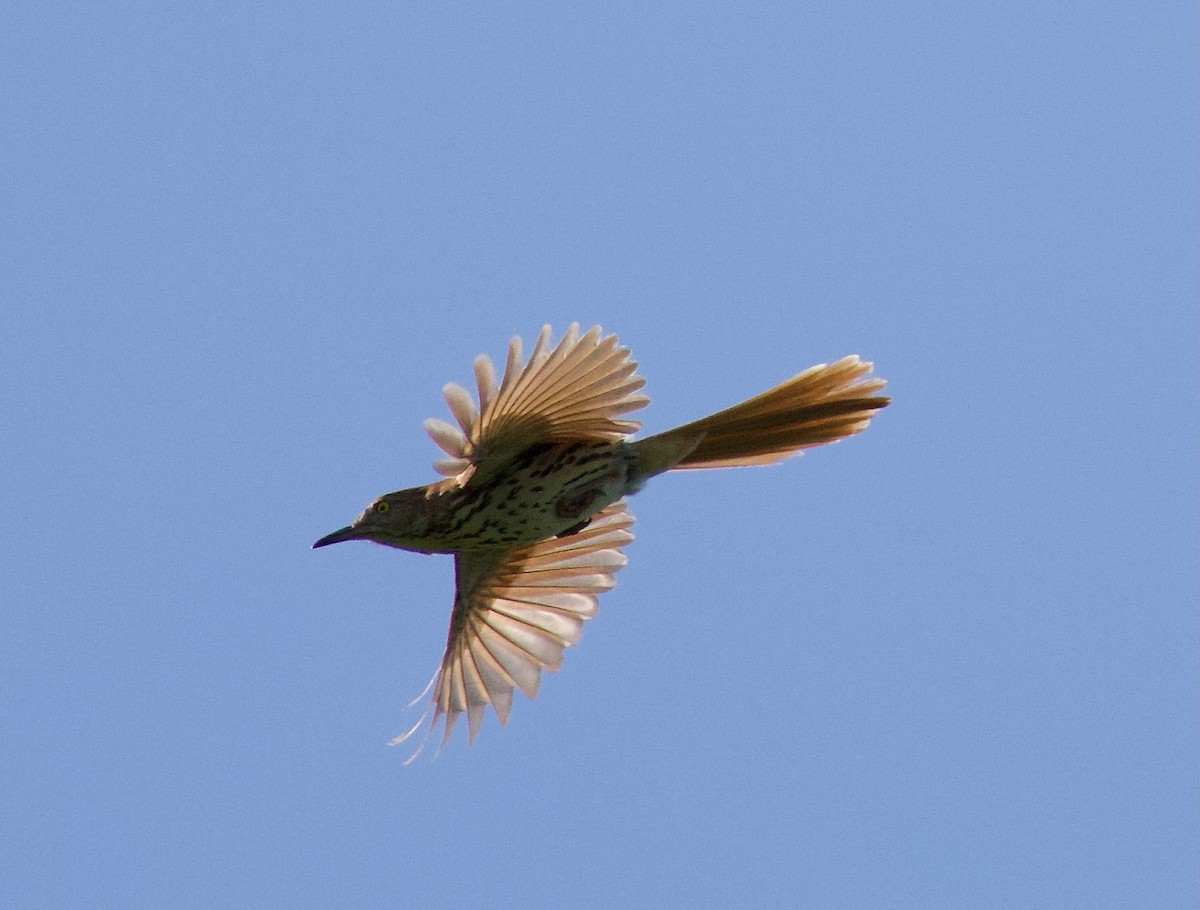 Brown Thrasher - Michael Yellin