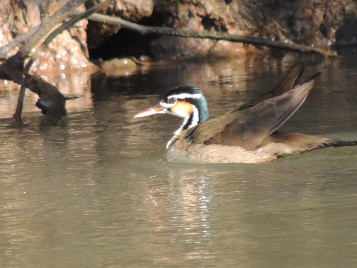 Sungrebe - Roger Lambert