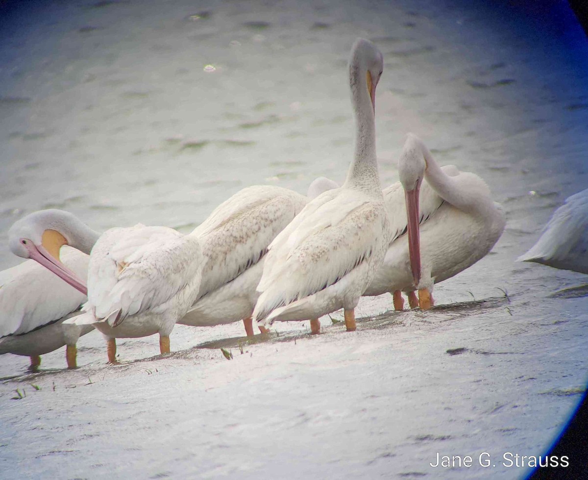 pelikán severoamerický - ML619535517