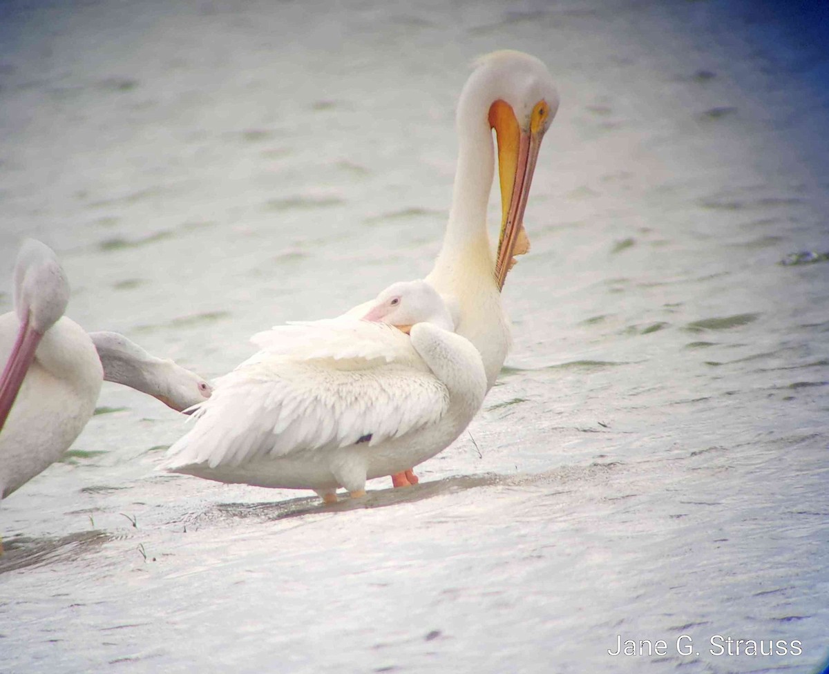 American White Pelican - Jane Strauss