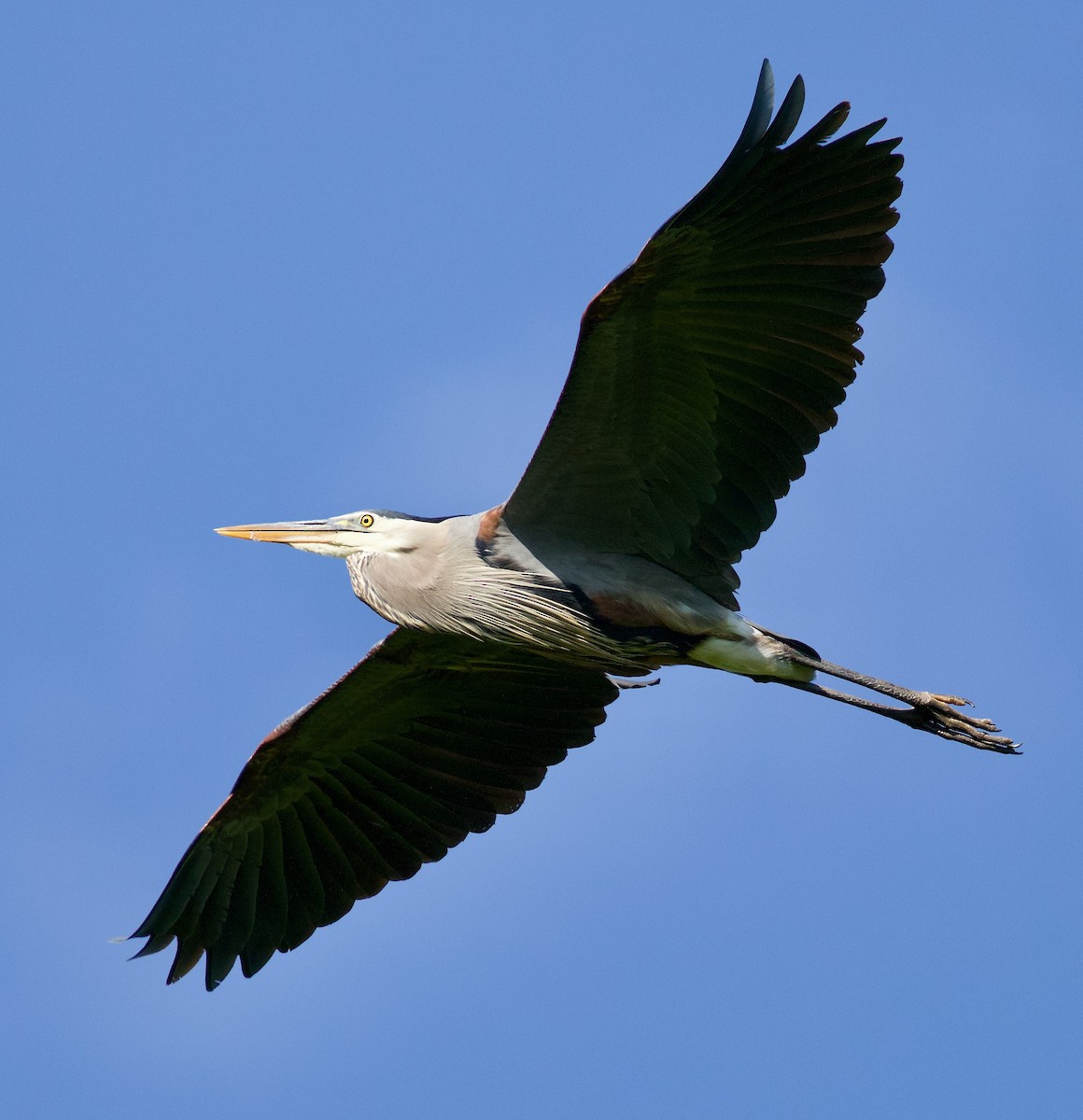 Great Blue Heron - Michael Yellin