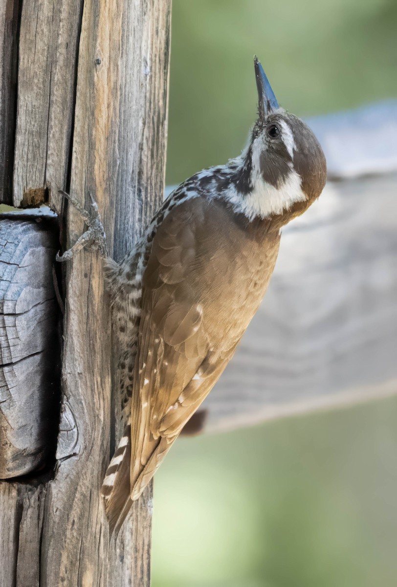 Arizona Woodpecker - Howard Cox
