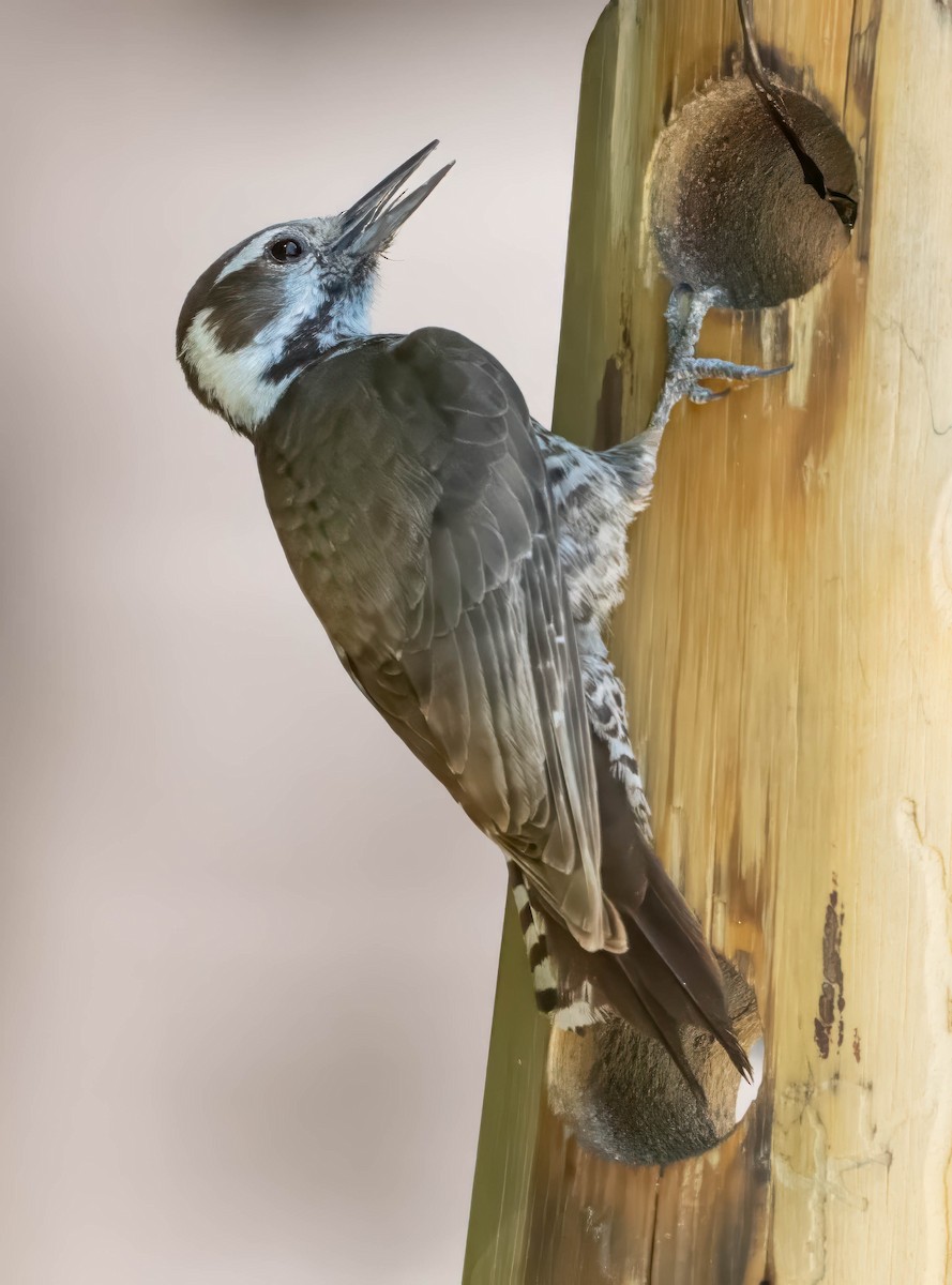 Arizona Woodpecker - Howard Cox