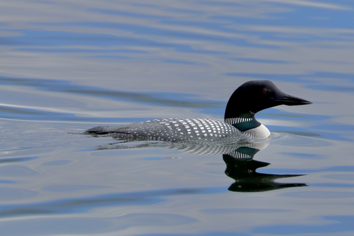 Common Loon - Sarah von Innerebner