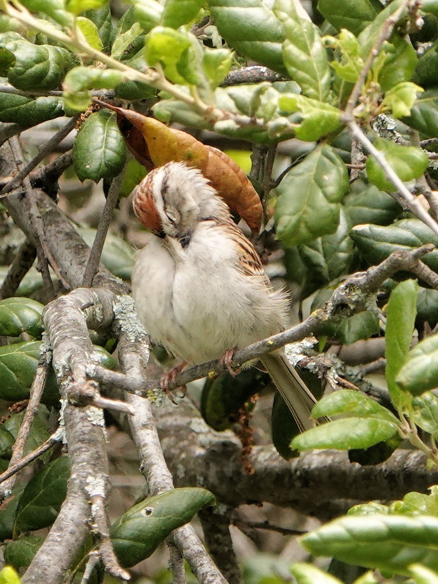 Chipping Sparrow - Sue Foster