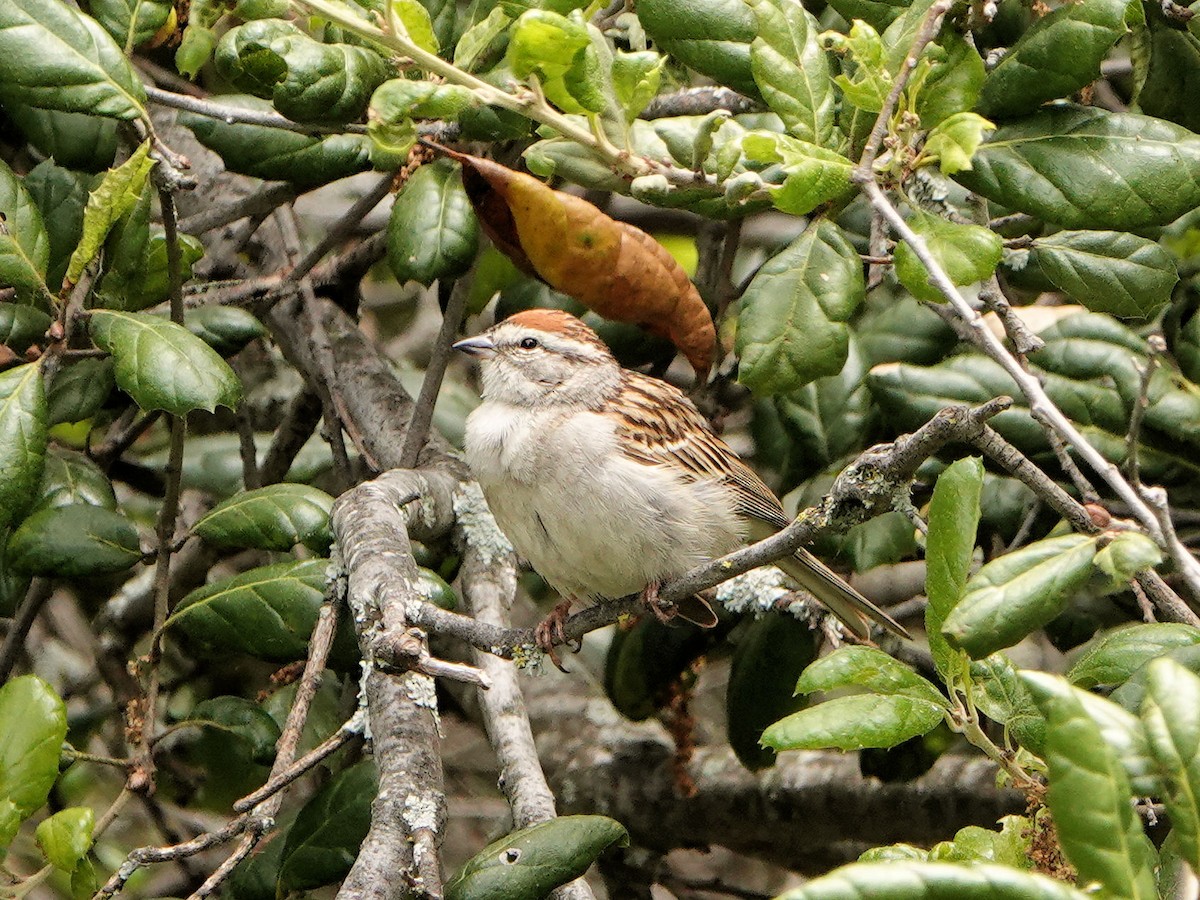 Chipping Sparrow - Sue Foster