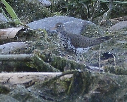 Spotted Sandpiper - David Kennedy