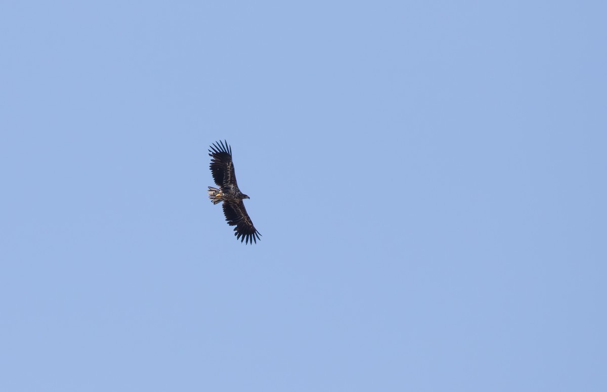 White-tailed Eagle - Jonathan Farooqi