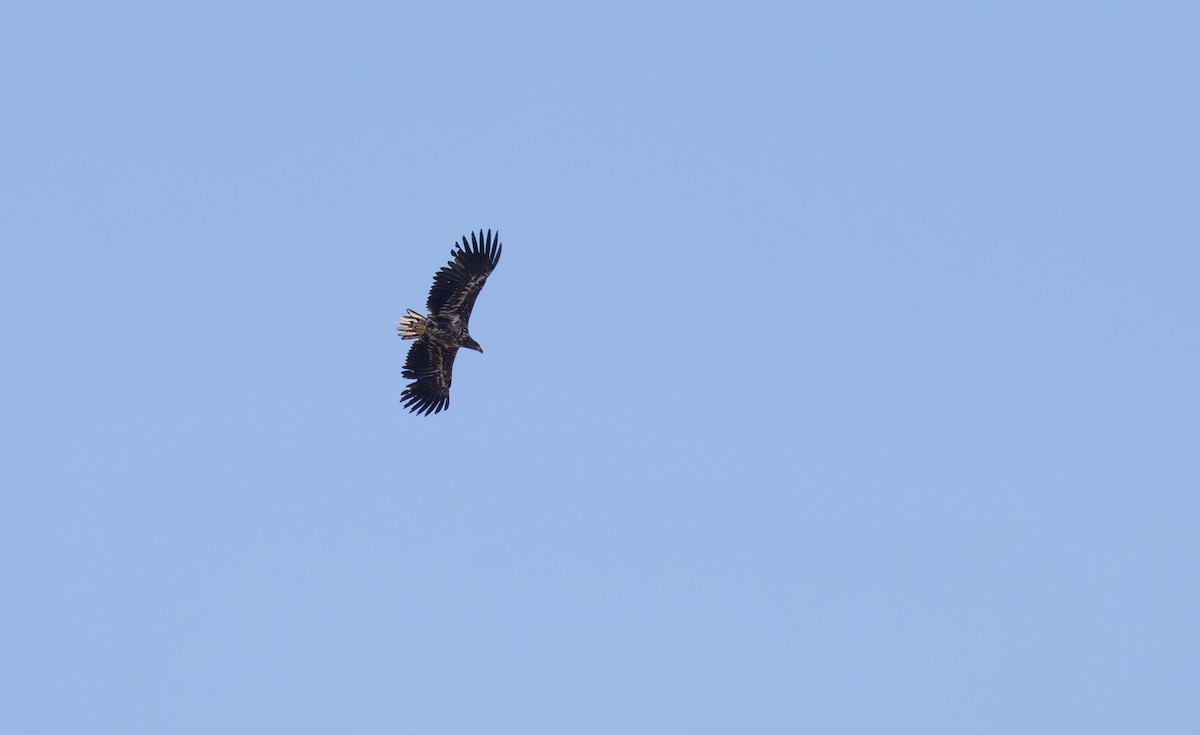 White-tailed Eagle - Jonathan Farooqi