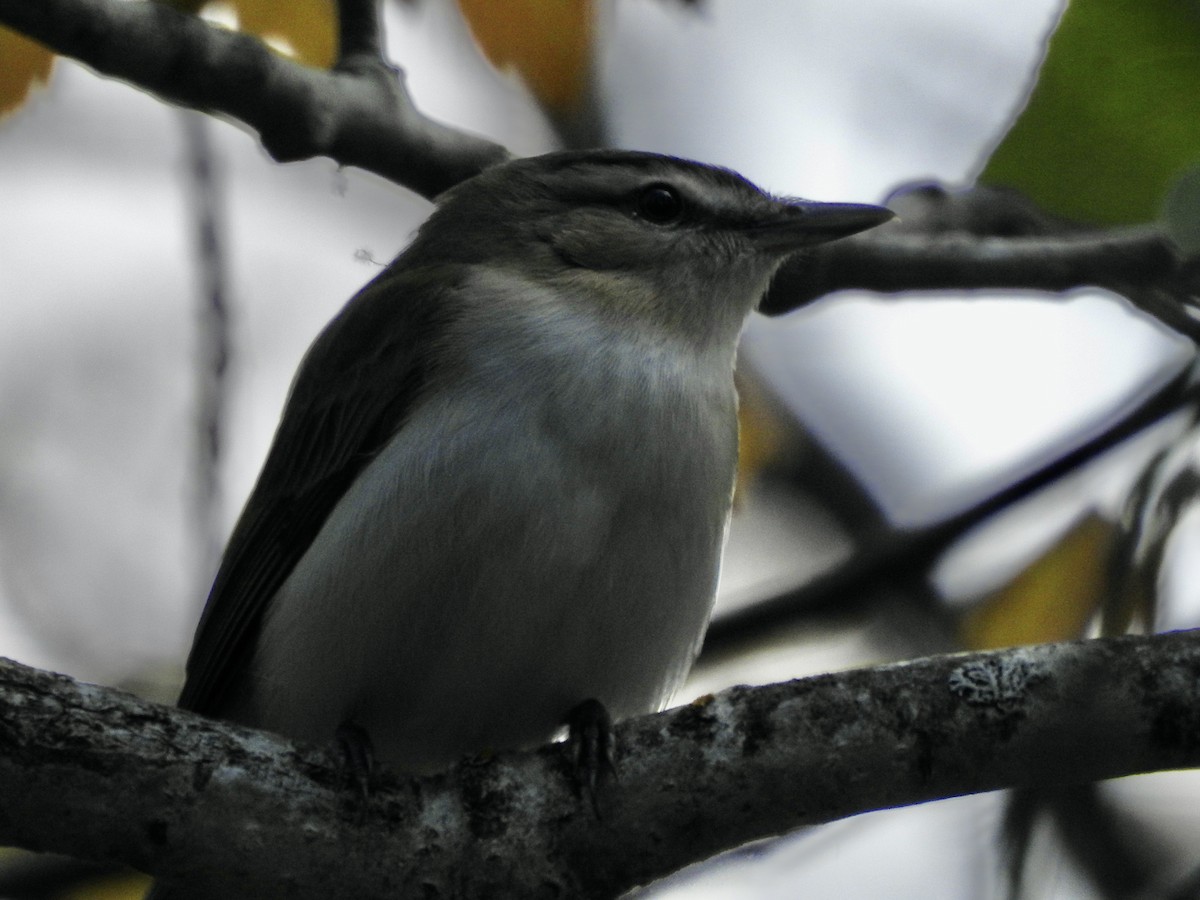 Red-eyed Vireo - Richard Lepage