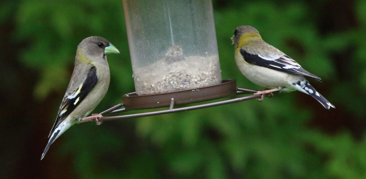 Evening Grosbeak - Breck Breckenridge