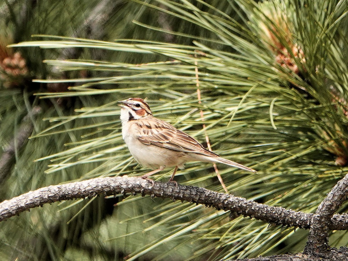 Lark Sparrow - Sue Foster