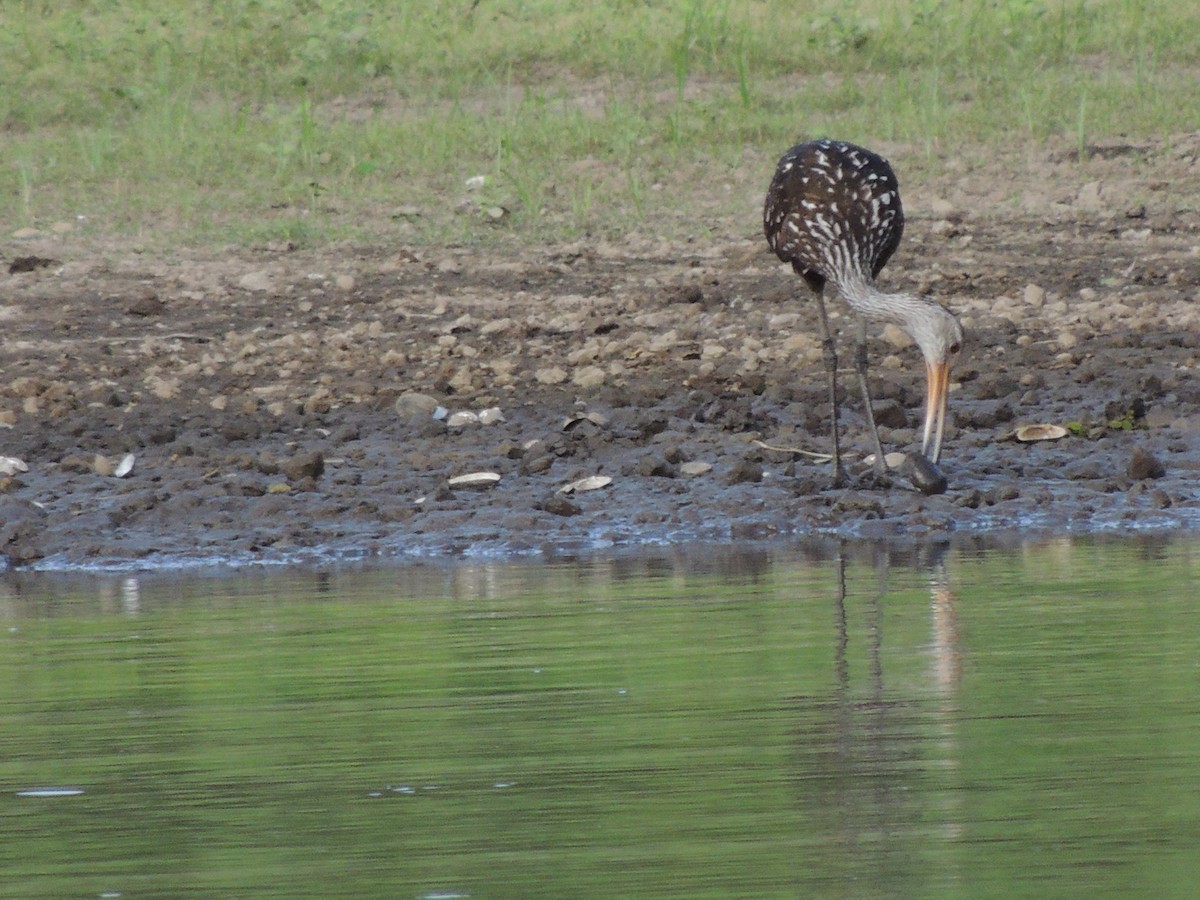 Limpkin - Roger Lambert