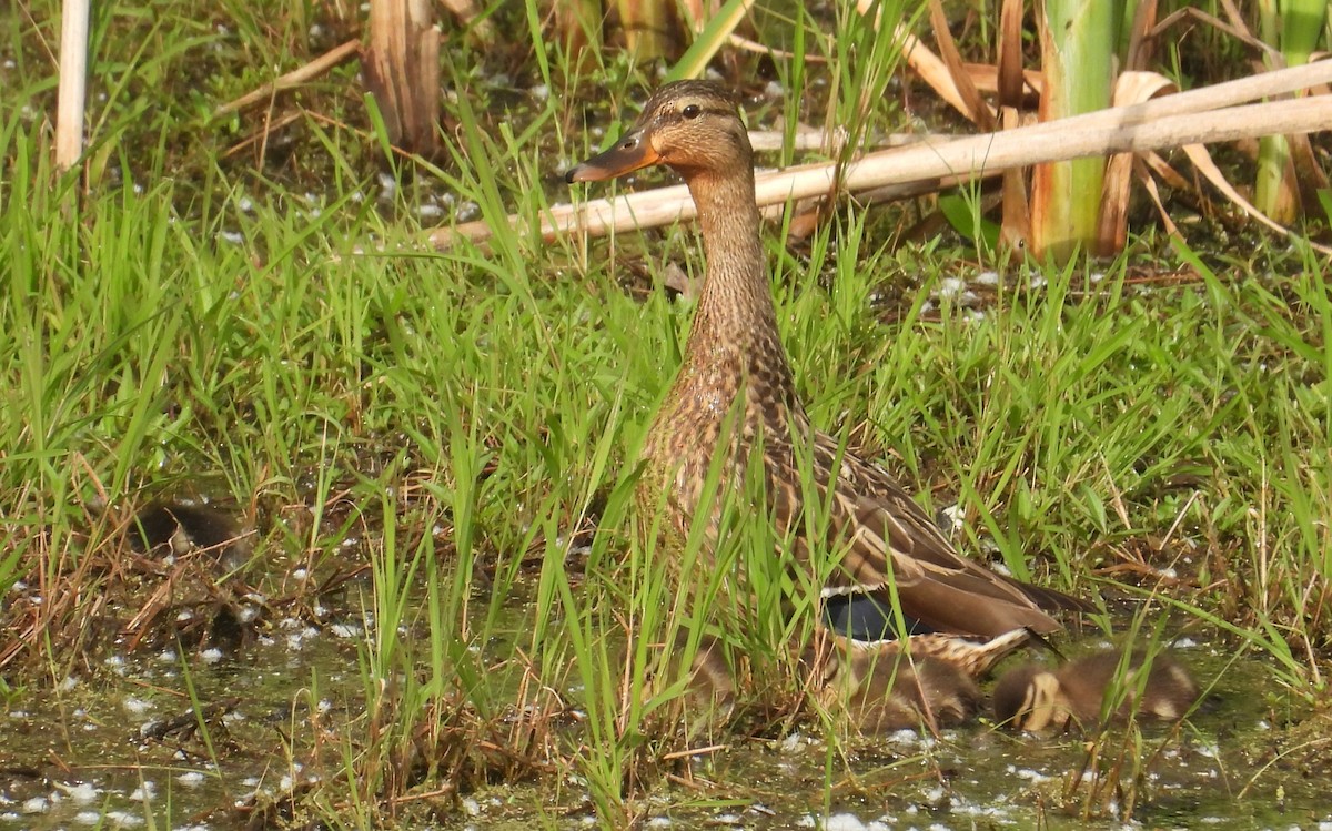 Mallard - Matt Tobin