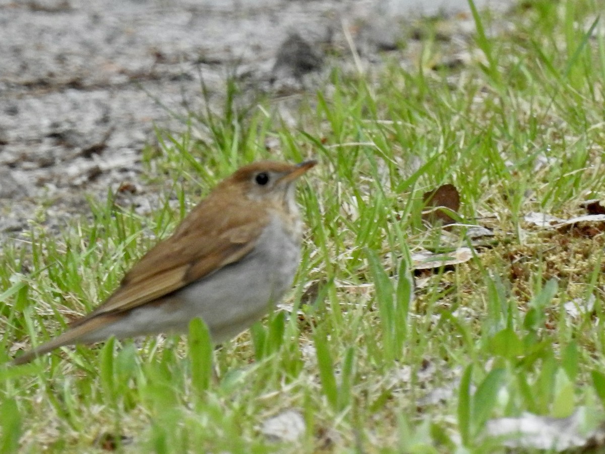 Veery - Richard Lepage