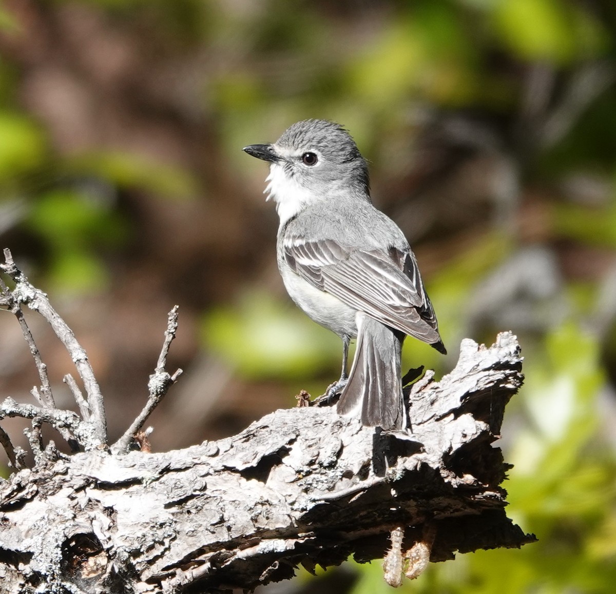 Plumbeous Vireo - Rene Laubach