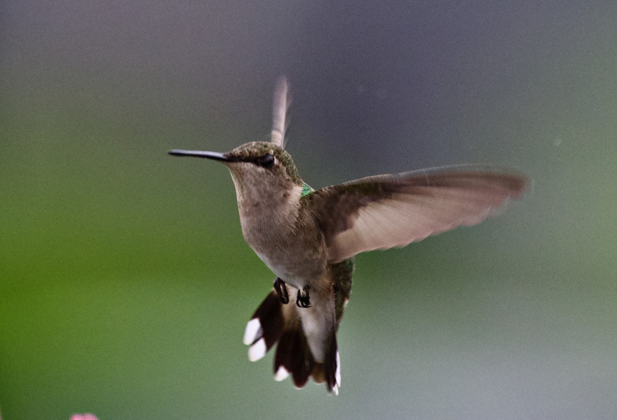 Ruby-throated Hummingbird - Raymond Gagnon