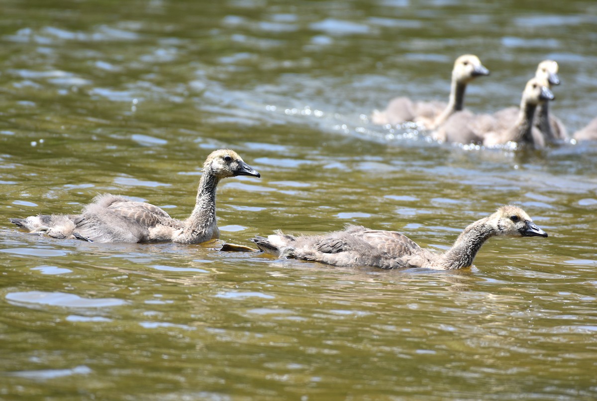 Canada Goose - ML619535571