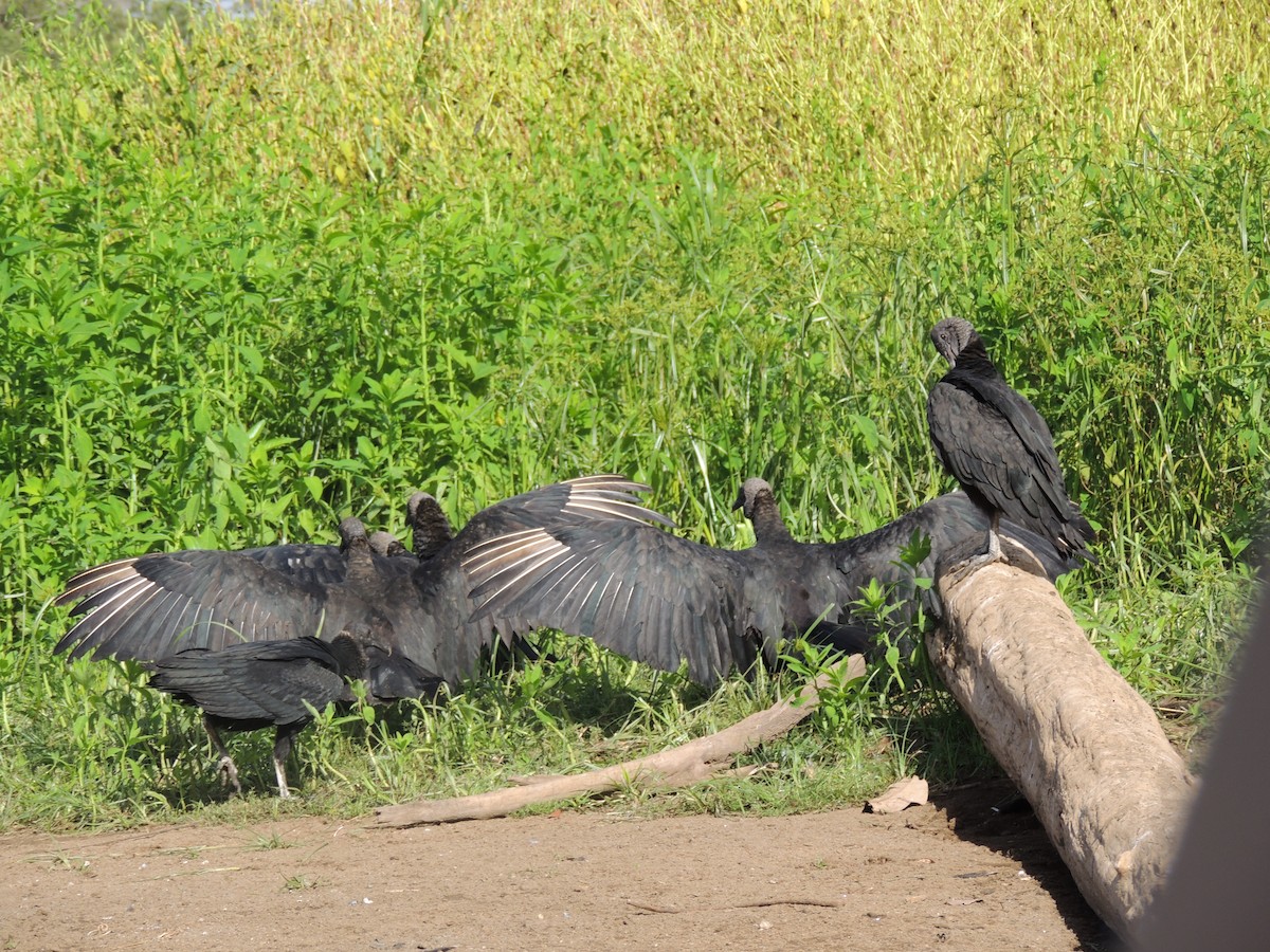 Black Vulture - Roger Lambert